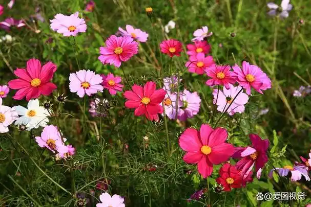 格桑花,又叫格桑梅朵,生长在海拔5000米以上的青藏高原,在藏语中格桑