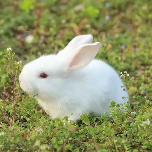 小白兔图片: 可爱的小白兔,洁白如玉的毛,炯炯有神的眼,长长的耳朵,人