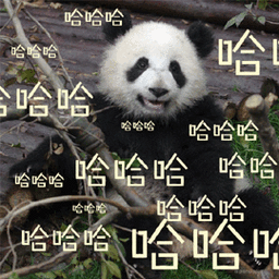 熊猫哈哈开心搞怪逗gif动图_动态图_表情包下载_soogif