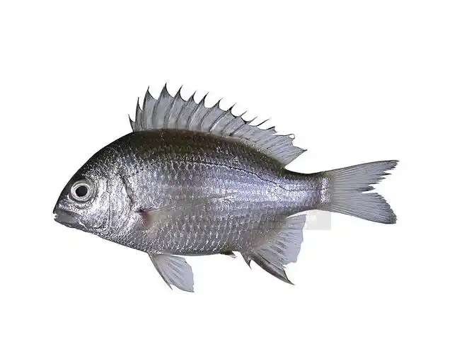 p>灰鳍鲷体侧扁,鳞片大.鱼体为银灰色,背部颜色较深,腹部银白.