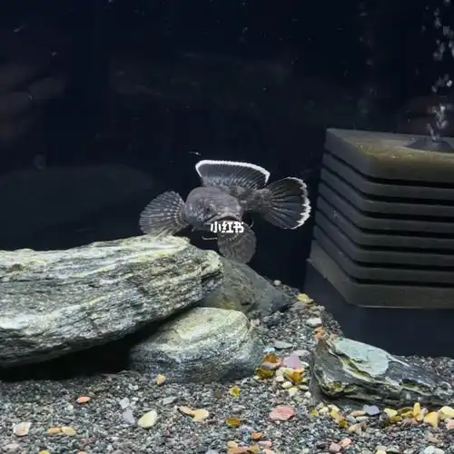 早上和朋友下棋 差点帅死了#养鱼日记  #钴蓝雷龙  #钴蓝雷龙繁殖