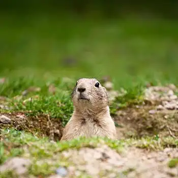 可爱,黑色,尾巴,草原土拨鼠