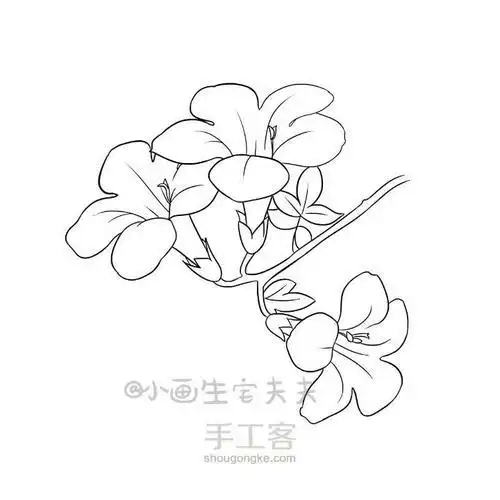 小学生画凌霄花简笔画