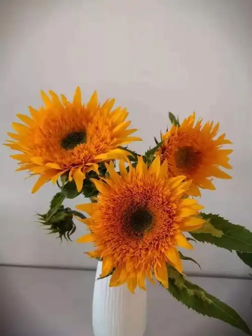 太阳花花语(太阳花花语入目无他人四下皆是你)