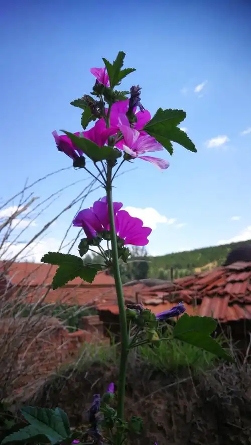 乡村小景之野花