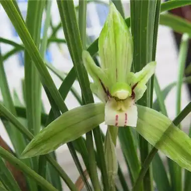 春兰新品漂亮水晶花