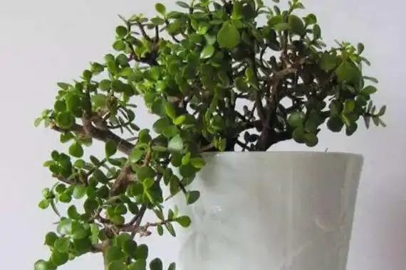 金枝玉叶的风水作用金枝玉叶有什么作用