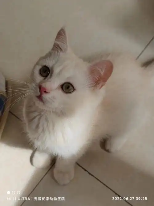 高品质凯米尔色乳色渐层