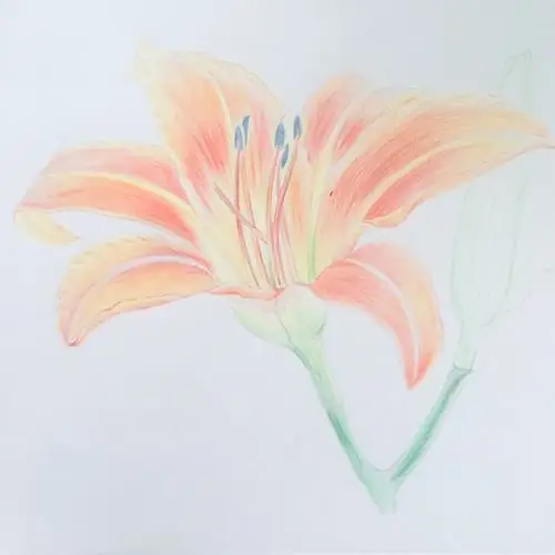 彩铅打卡53萱草