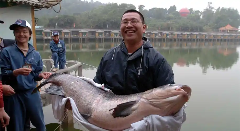 江苏钓友钓起百斤巨型青鱼,网友表示:我还钓过500斤的_大鱼_养殖_鱼王