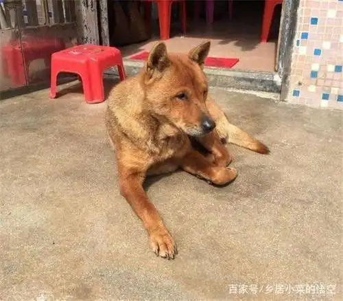 农村俗语"尾巴向左,看门不用锁"啥意思?怎么挑选一只好土狗?