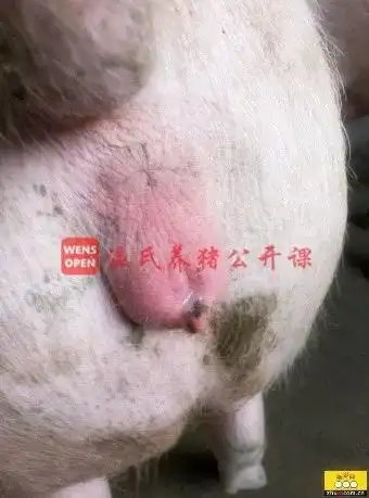 猪场准确查情很重要能高效的保障母猪受孕率这份查情清单要收好了