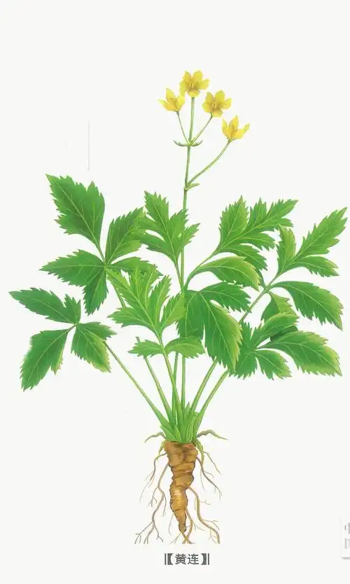 黄连