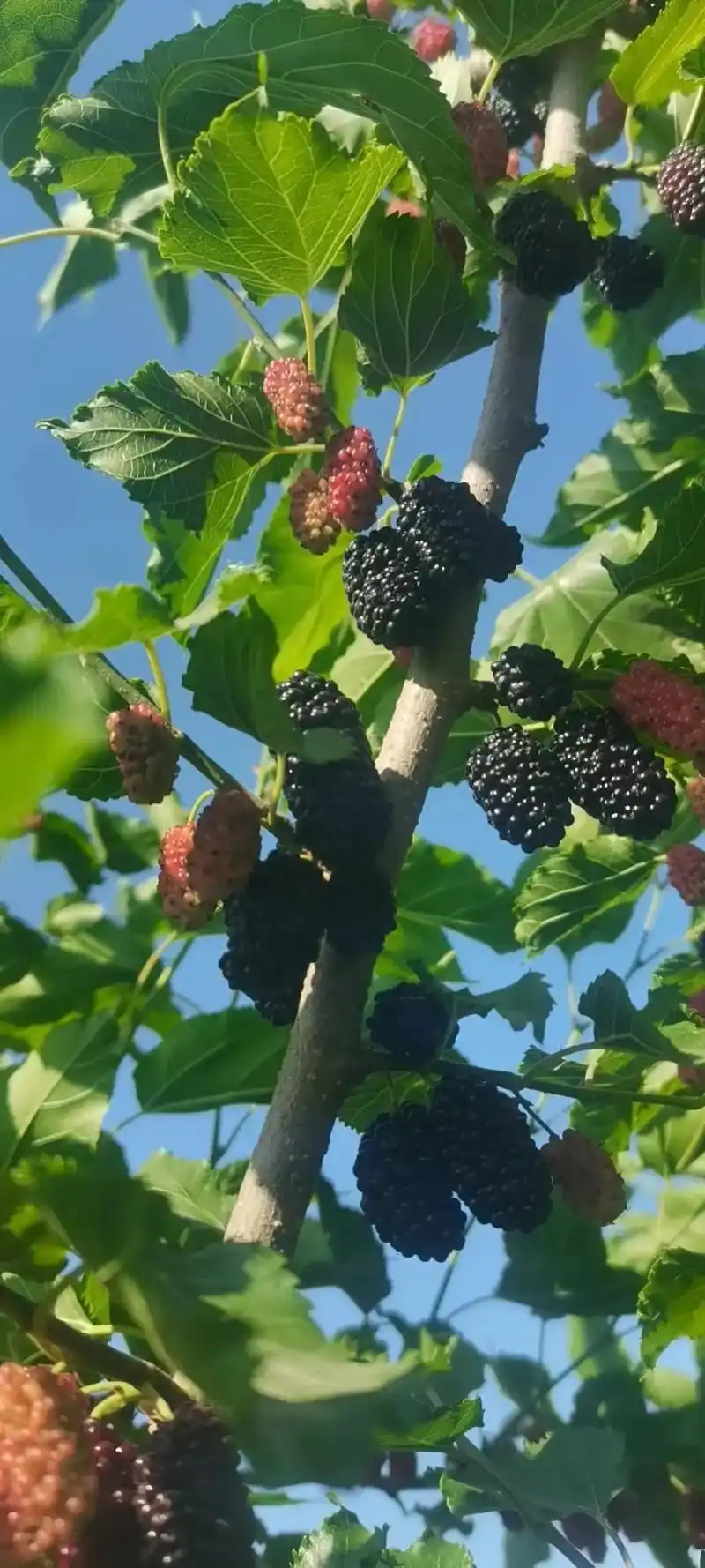 满园景色关不住,一枝桑葚出墙来. - 抖音