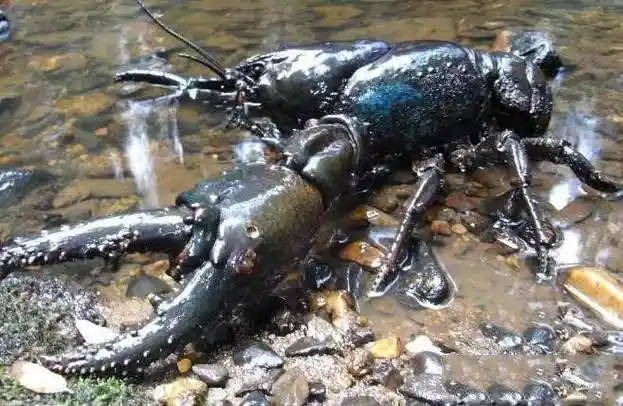 世界最大的淡水龙虾,最大可长到6公斤 - 我要新鲜事