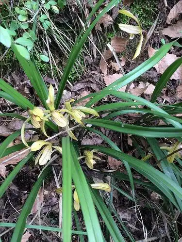 今天在山里发现的兰花,有价值吗?