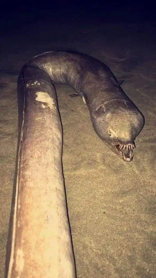 不少老渔民都说自己看到过"大海蛇",本期聊聊关于海蛇的知识!