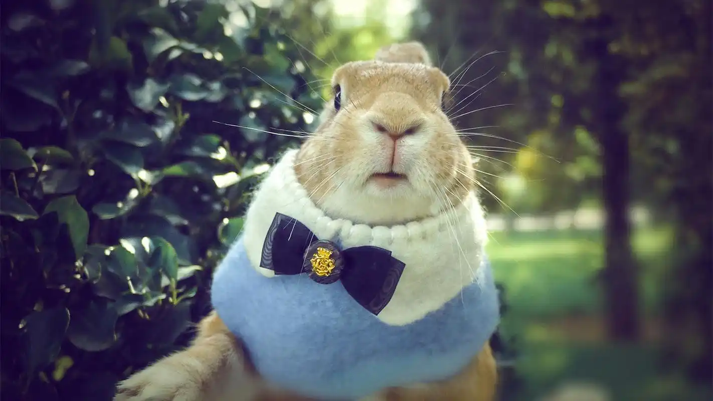 可爱棕色兔子宽屏电脑桌面壁纸 第一辑