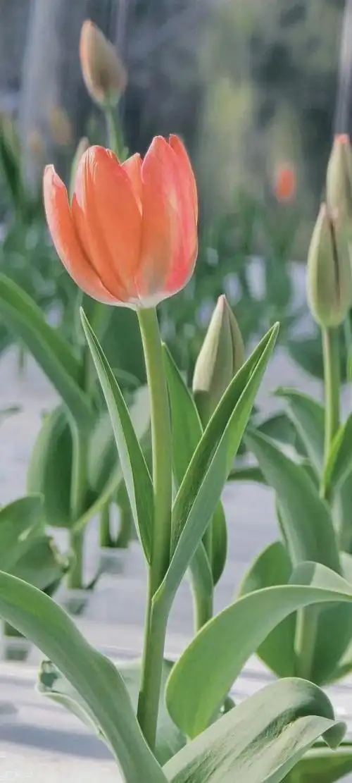 郁金香竖屏壁纸