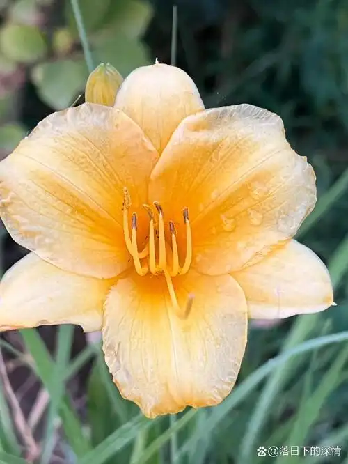 每日一拍(萱草花)