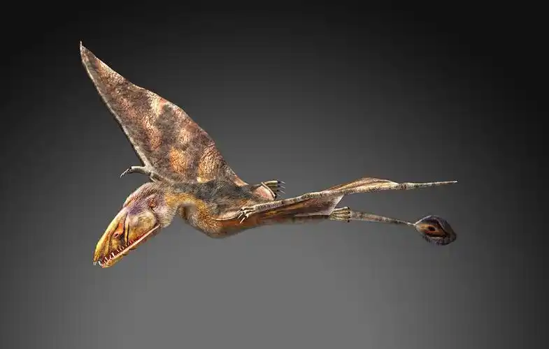 真双齿翼龙_恐龙种类_恐龙品种分类l型名称大全恐龙品类图片大全名字