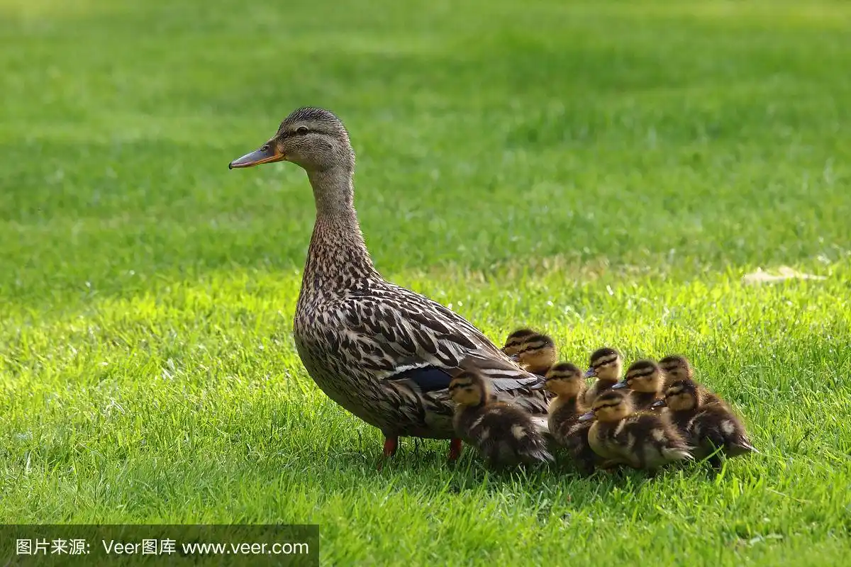 鸭妈妈和她的小鸭子们