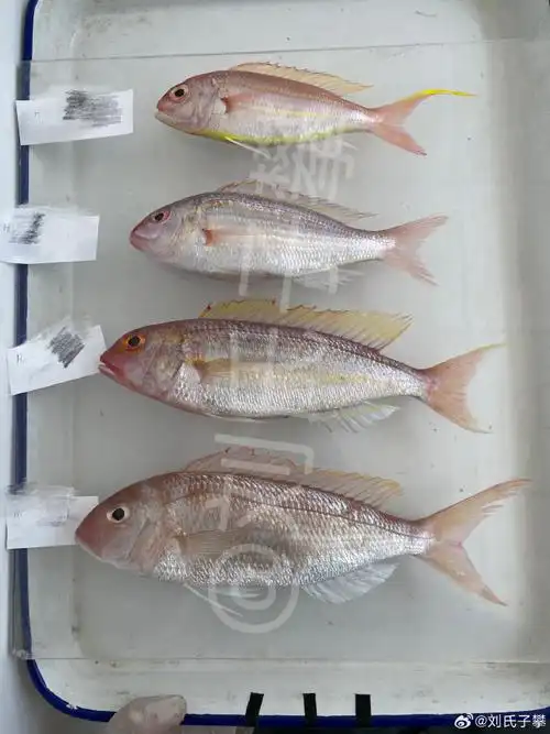 本港野生#四种金线鱼合照.