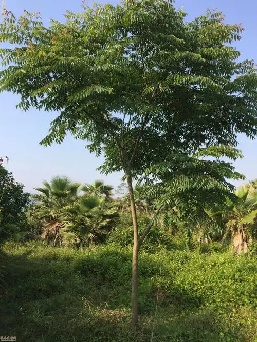 福建漳州台湾栾树价格及采购供应价格_花木商情网