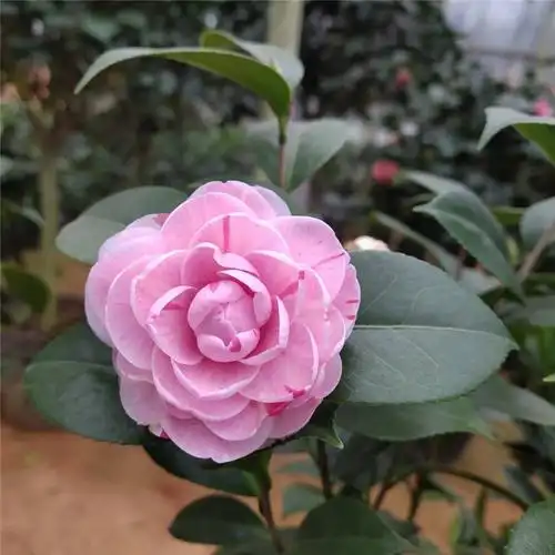 茶花十八学士盆栽名贵正品白底粉色红色树苗时令草本花卉