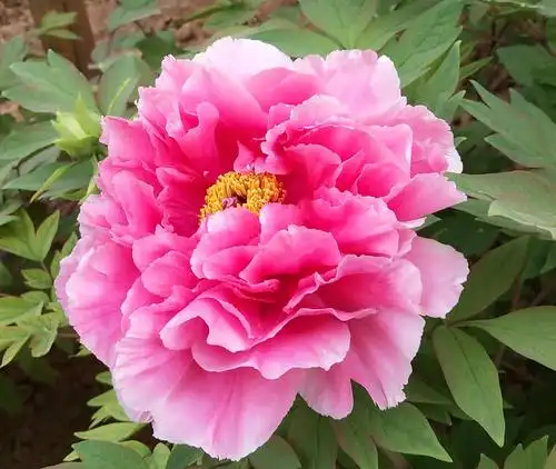 洛阳牡丹甲天下