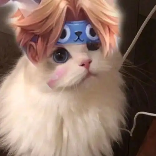 王者猫头像(自制)