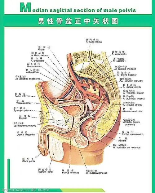 人体科普男性骨盘图片