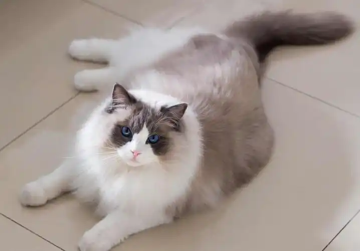 自己繁殖的布偶猫怎么养长得好「干货」 -骁龙网