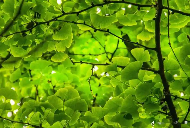 重庆的春天 大街小巷充满绿色的银杏树叶_璧山_坐标_张倩