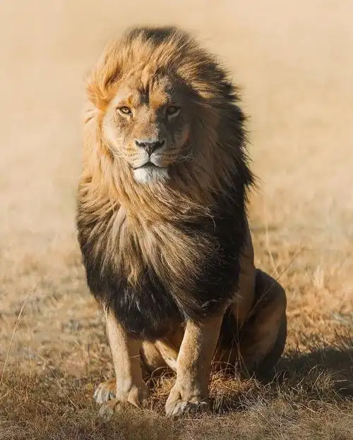 狮子来自摄影师charly
