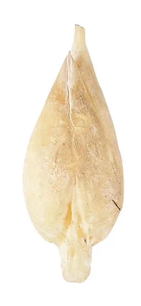 这是鱼宝,一种鱼骨质沉积的结石类产物,有较高的药用价值,类似有牛宝