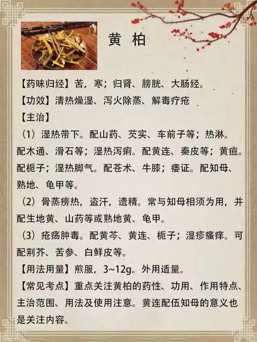 泻火解毒,解毒疗疮等功效#中医  ##中药材  #中药  #黄柏