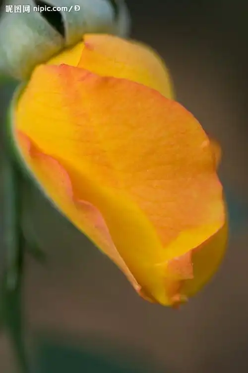 黄胶花图片黄老虎花图片