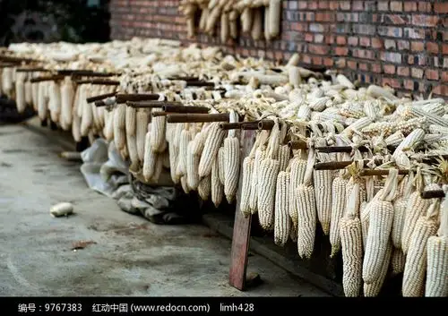 挂在架子上的玉米