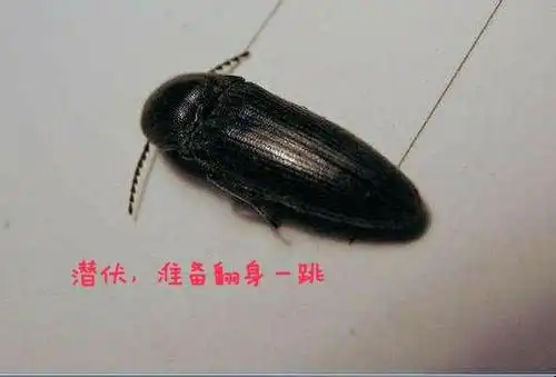 八零后回忆杀,小时候见过的那些虫子,看看我们都叫它什么名字