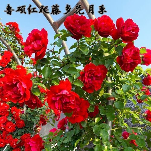 鲁硕红爬藤月季多季节开花蔷薇花苗庭院阳台别墅围栏种植玫瑰大花