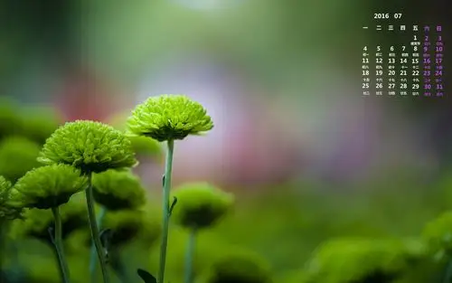描述: 2016年7月日历高品质的主题壁纸 当前壁纸尺寸: 1920 x 1200