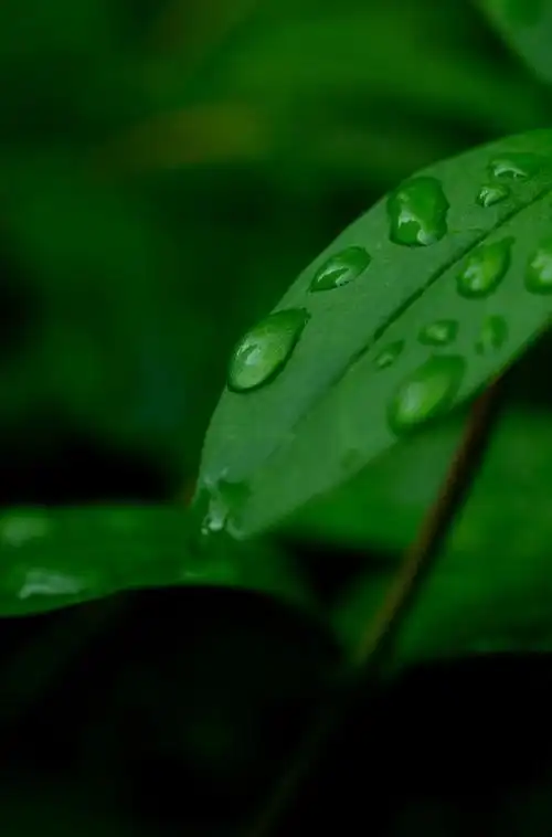 大暑|中伏暑热,炎夏终有时|羊肉汤|伏茶|消暑|凤梨_网易订阅