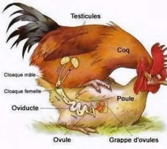 母鸡不需要公鸡就能生蛋还能孵出小鸡那还要公鸡干什么
