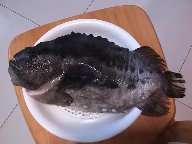 谁能告诉我这是条什么鱼?