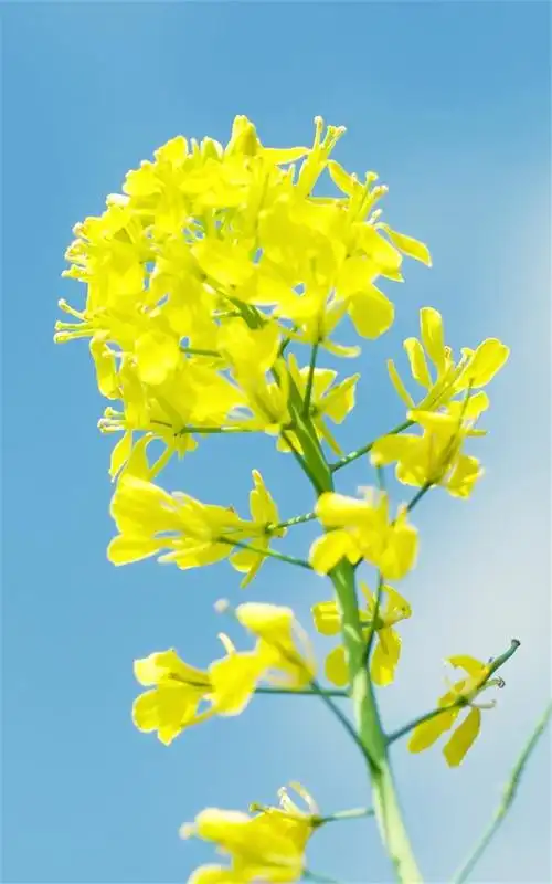 非主流唯美清新花卉图片手机壁纸