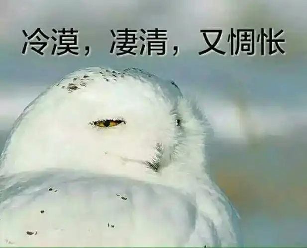 我永远喜欢丹娜·伊克路西亚表情包 - 表情图