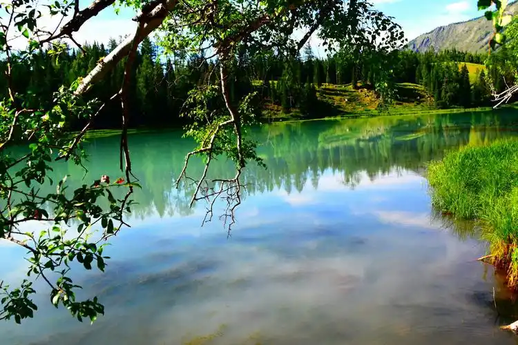 可以近距离接触喀纳斯湖水,湖水呈蓝绿色,随手拍出来都很美