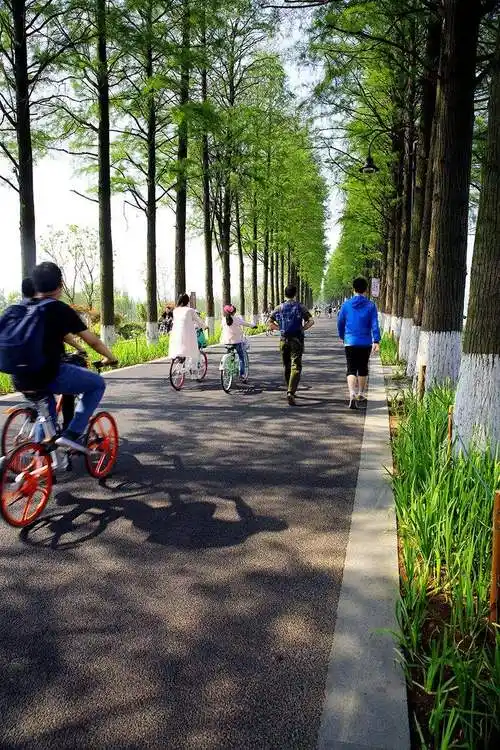 武汉东湖绿道可以骑膜拜单车进去吗?