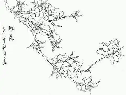 桃花树和小鸟简笔画